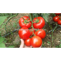 T08 Tina rojo híbrido tomate chino semillas vegetales para la venta